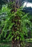 Nephrolepis acutifolia. Вегетирующие растения на стволе масличной пальмы. Таиланд, национальный парк Си Пханг-нга. 20.06.2013.