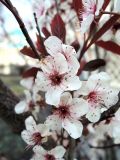 genus Prunus. Цветки. Москва, Тверской р-н, Тверская пл., в культуре. 20.04.2018.