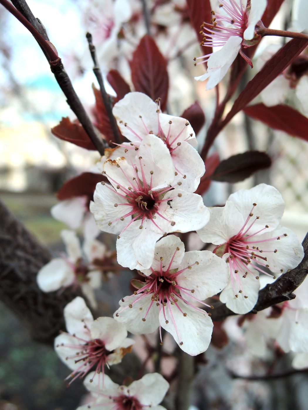 Изображение особи род Prunus.