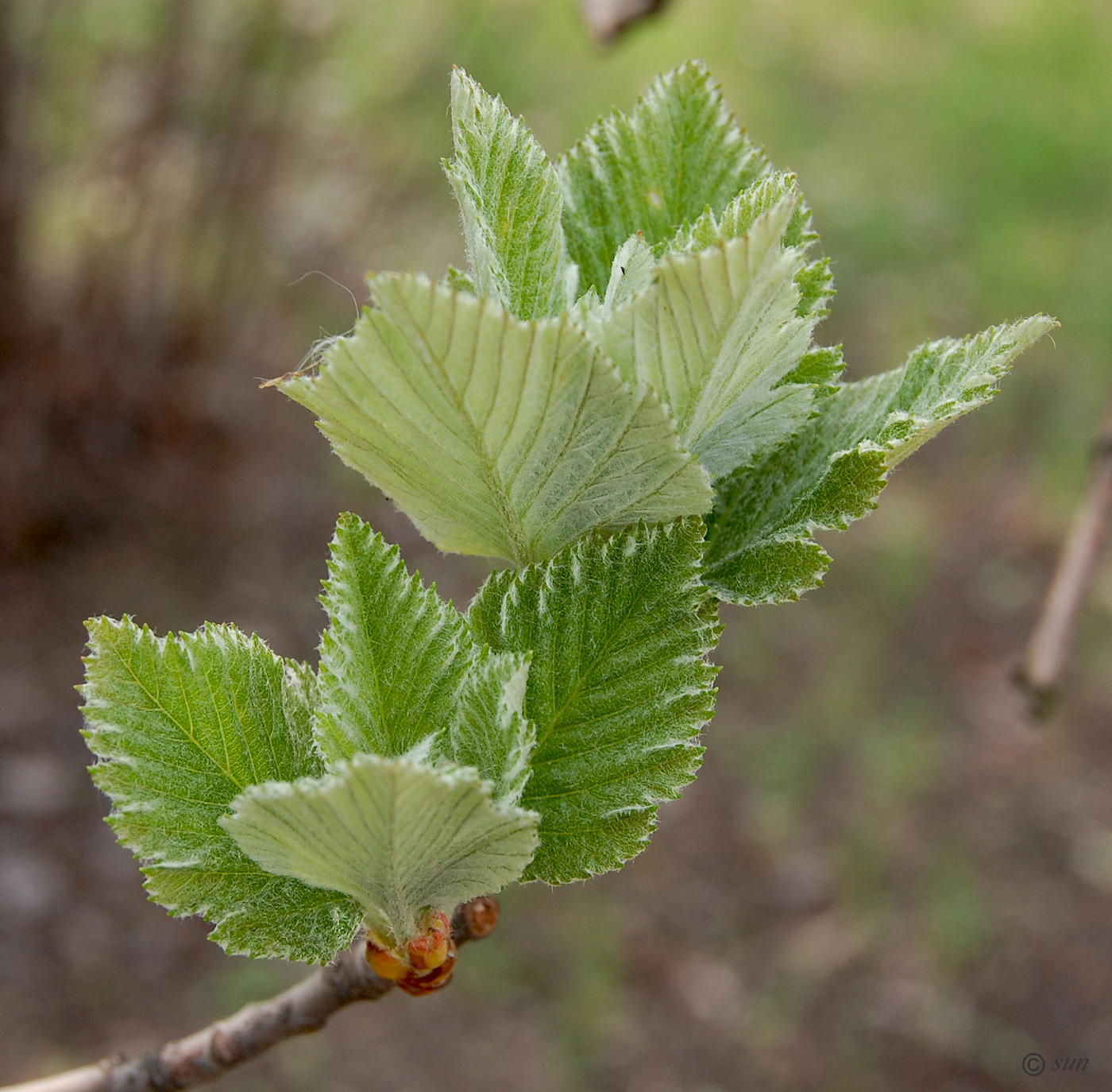 Изображение особи Sorbus intermedia.