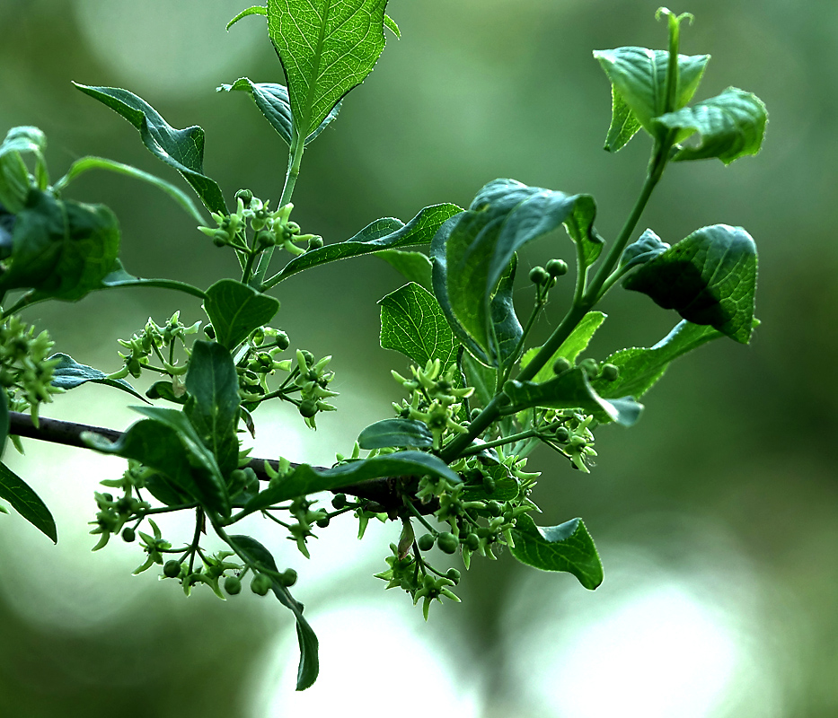 Изображение особи Euonymus europaeus.