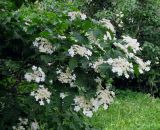 Viburnum opulus