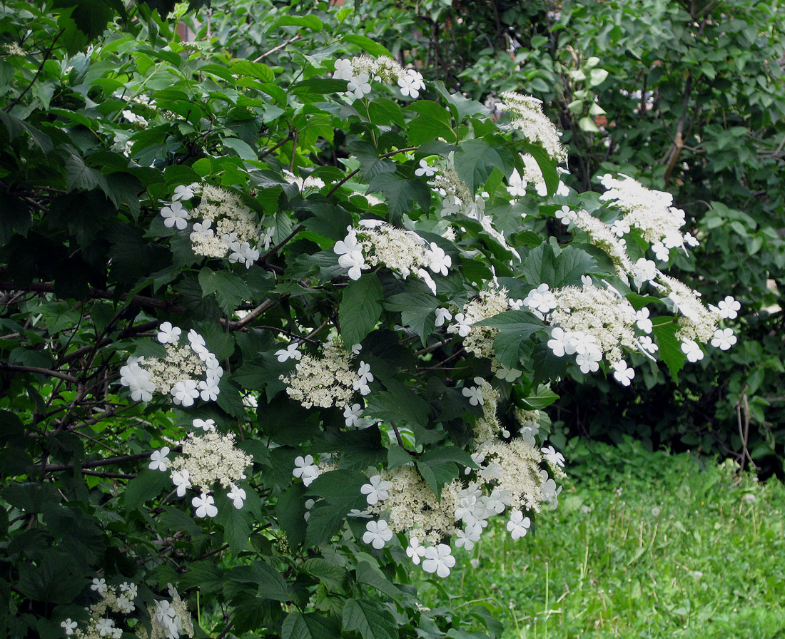 Изображение особи Viburnum opulus.