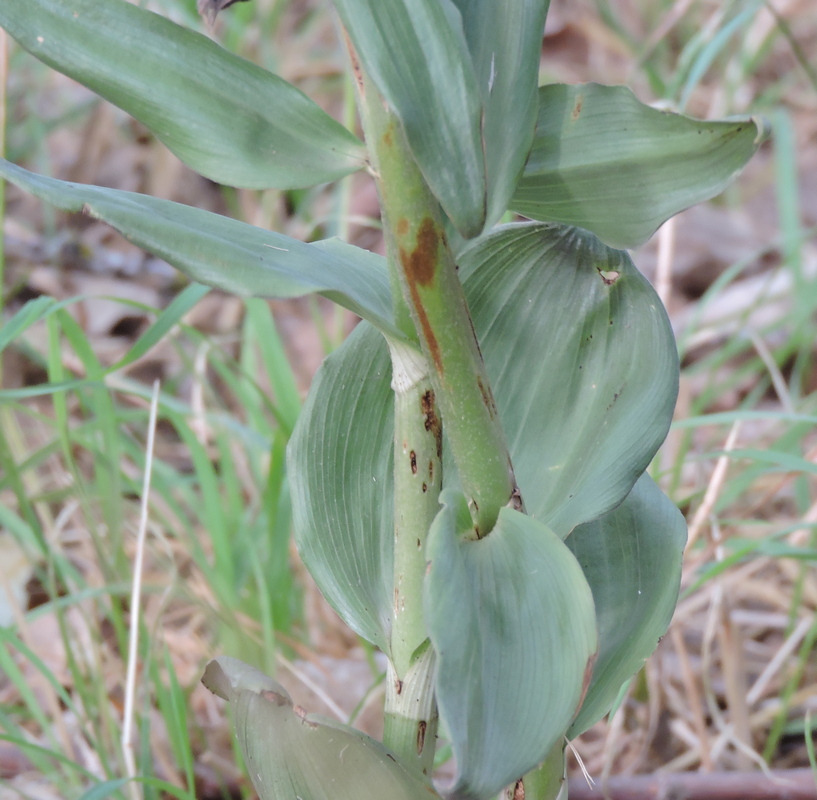 Image of Epipactis condensata specimen.