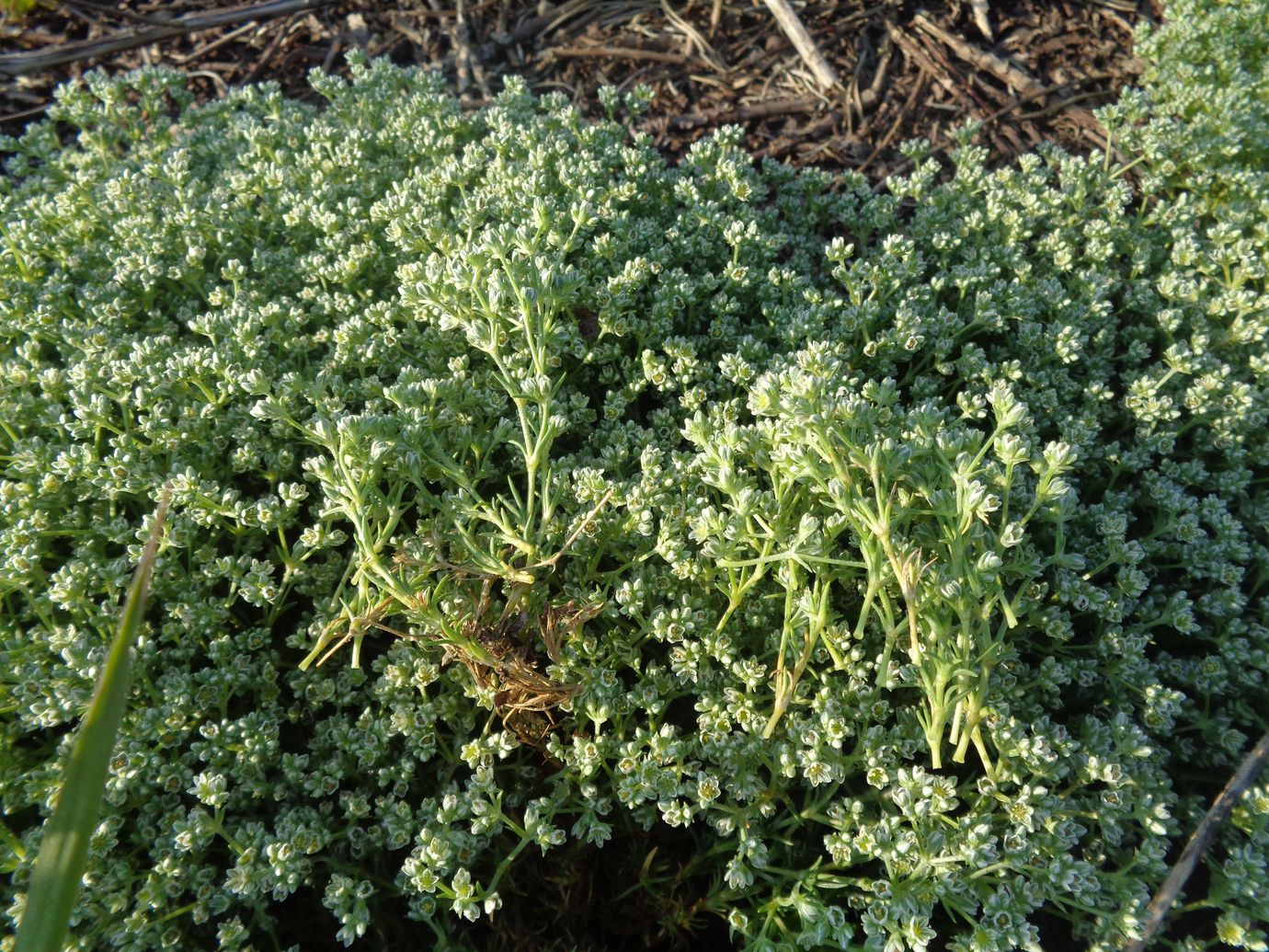 Изображение особи Scleranthus perennis.