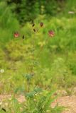 Aquilegia oxysepala