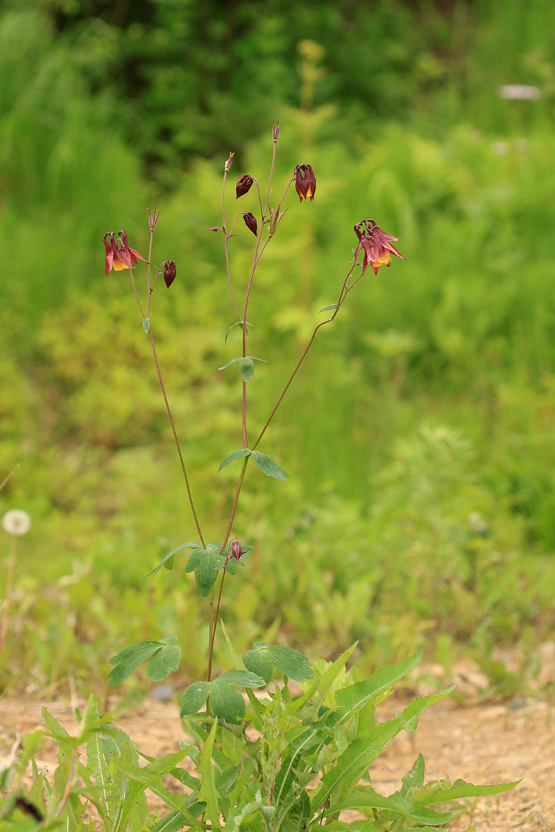 Изображение особи Aquilegia oxysepala.