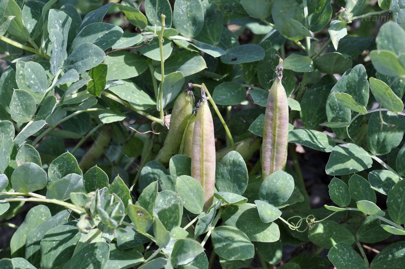 Изображение особи Lathyrus japonicus.