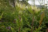 Cirsium obvallatum