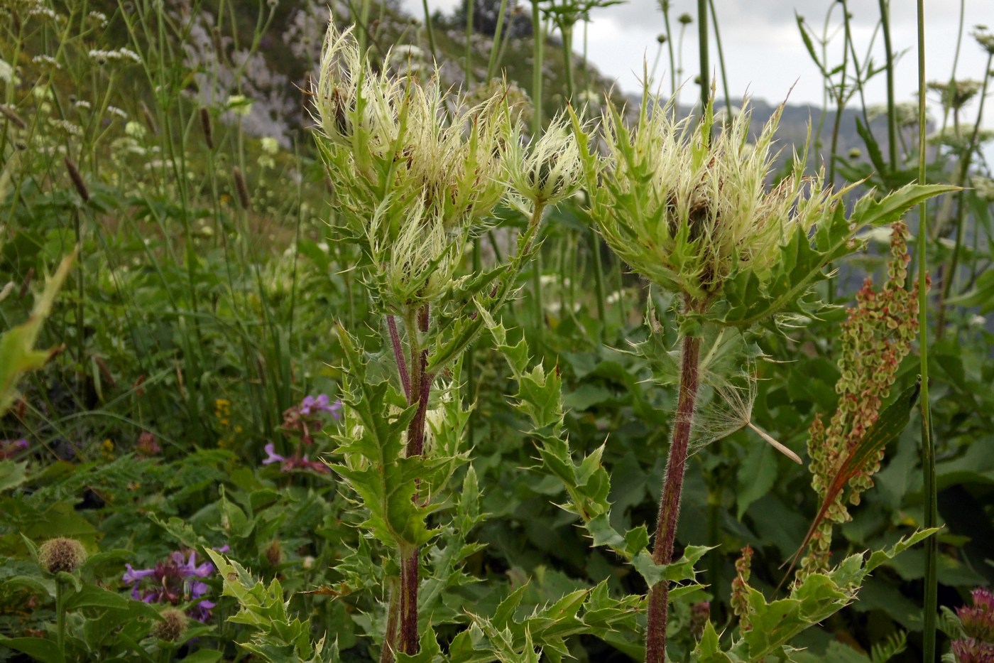 Изображение особи Cirsium obvallatum.