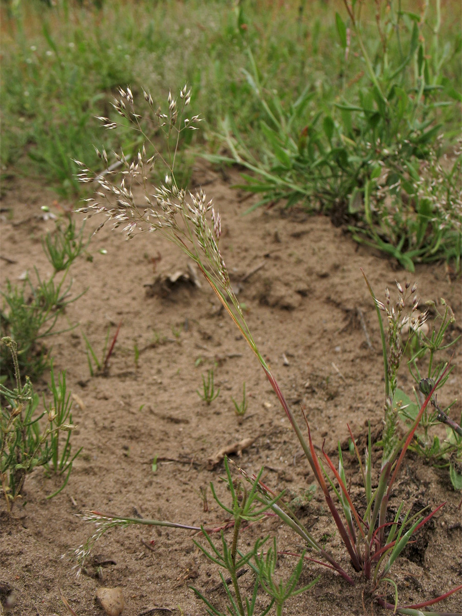 Image of Aira caryophyllea specimen.