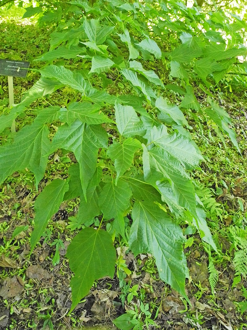 Image of Acer &times; conspicuum specimen.