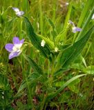 Viola elatior