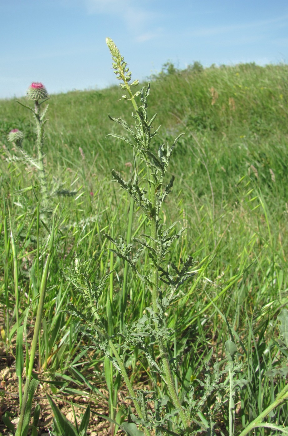 Изображение особи Reseda lutea.