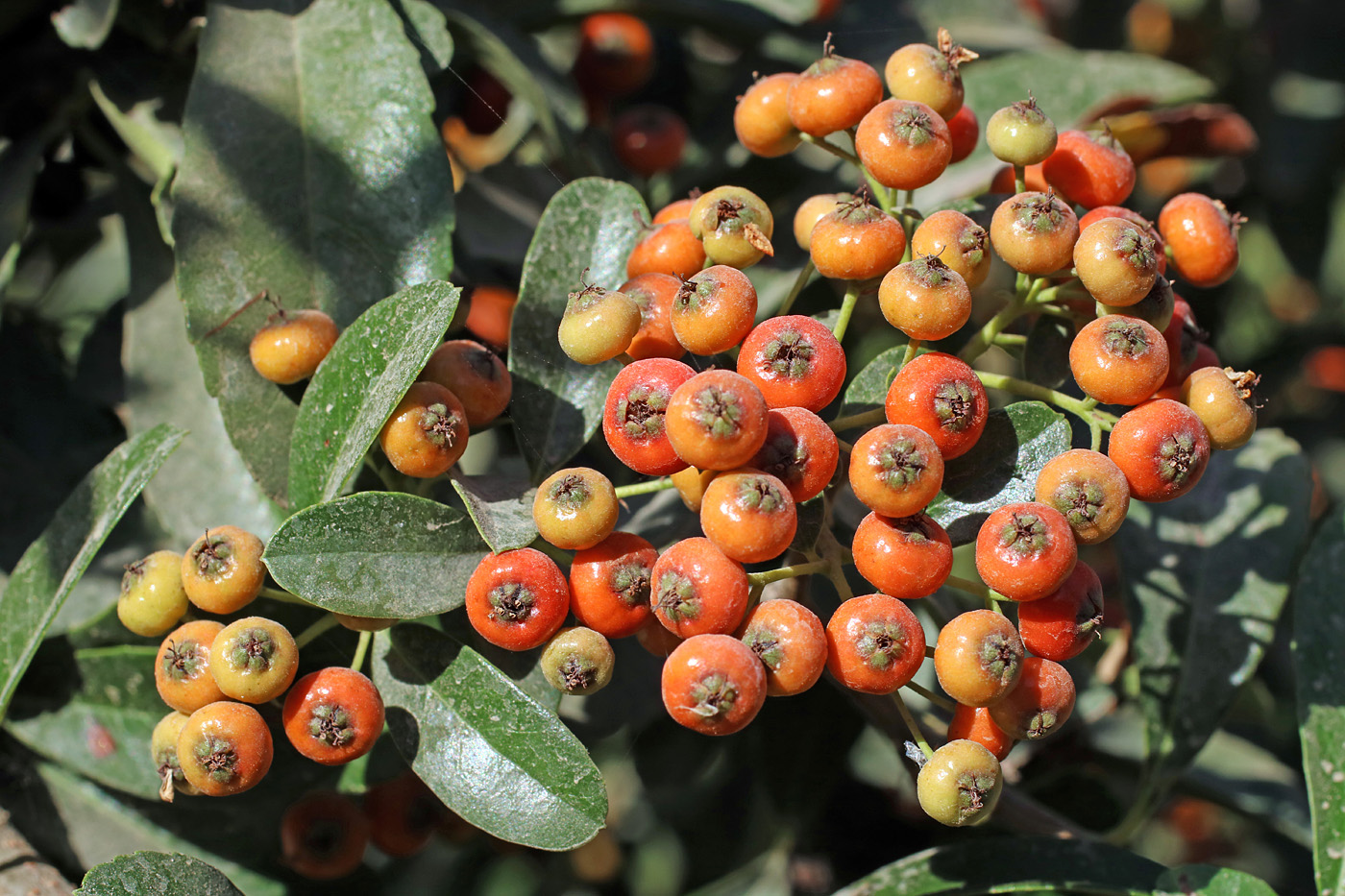 Image of Pyracantha koidzumii specimen.