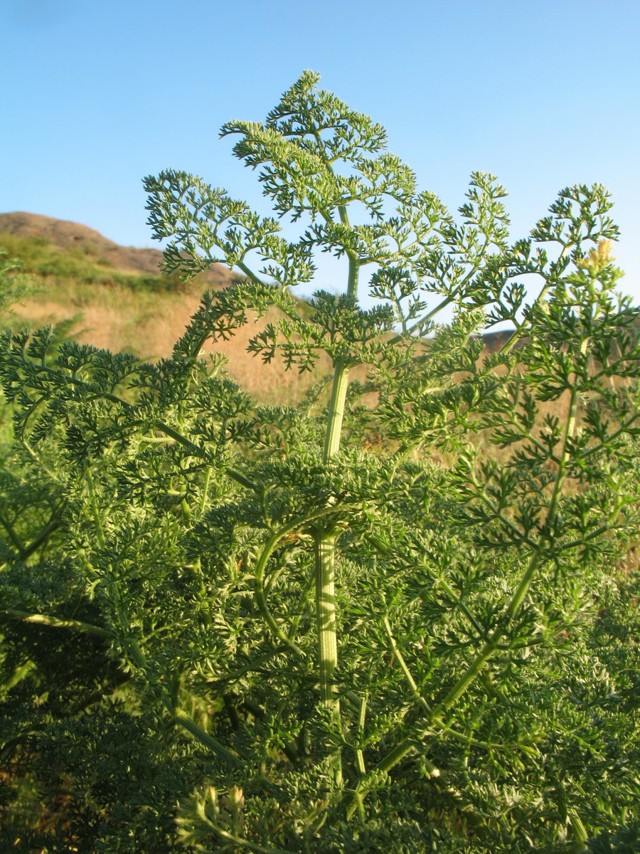 Изображение особи Ferula dissecta.