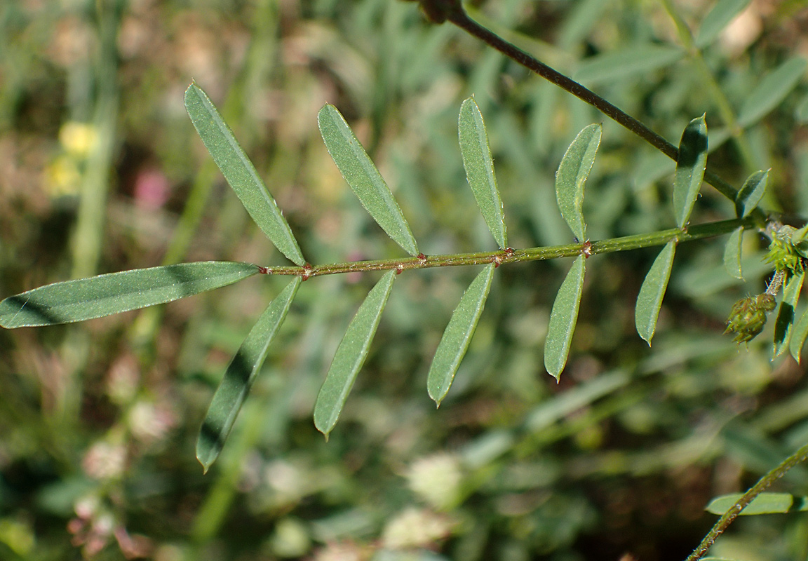 Image of Onobrychis caput-galli specimen.