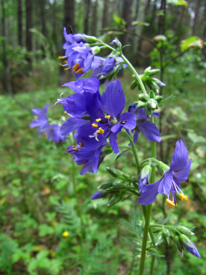 Изображение особи Polemonium caeruleum.