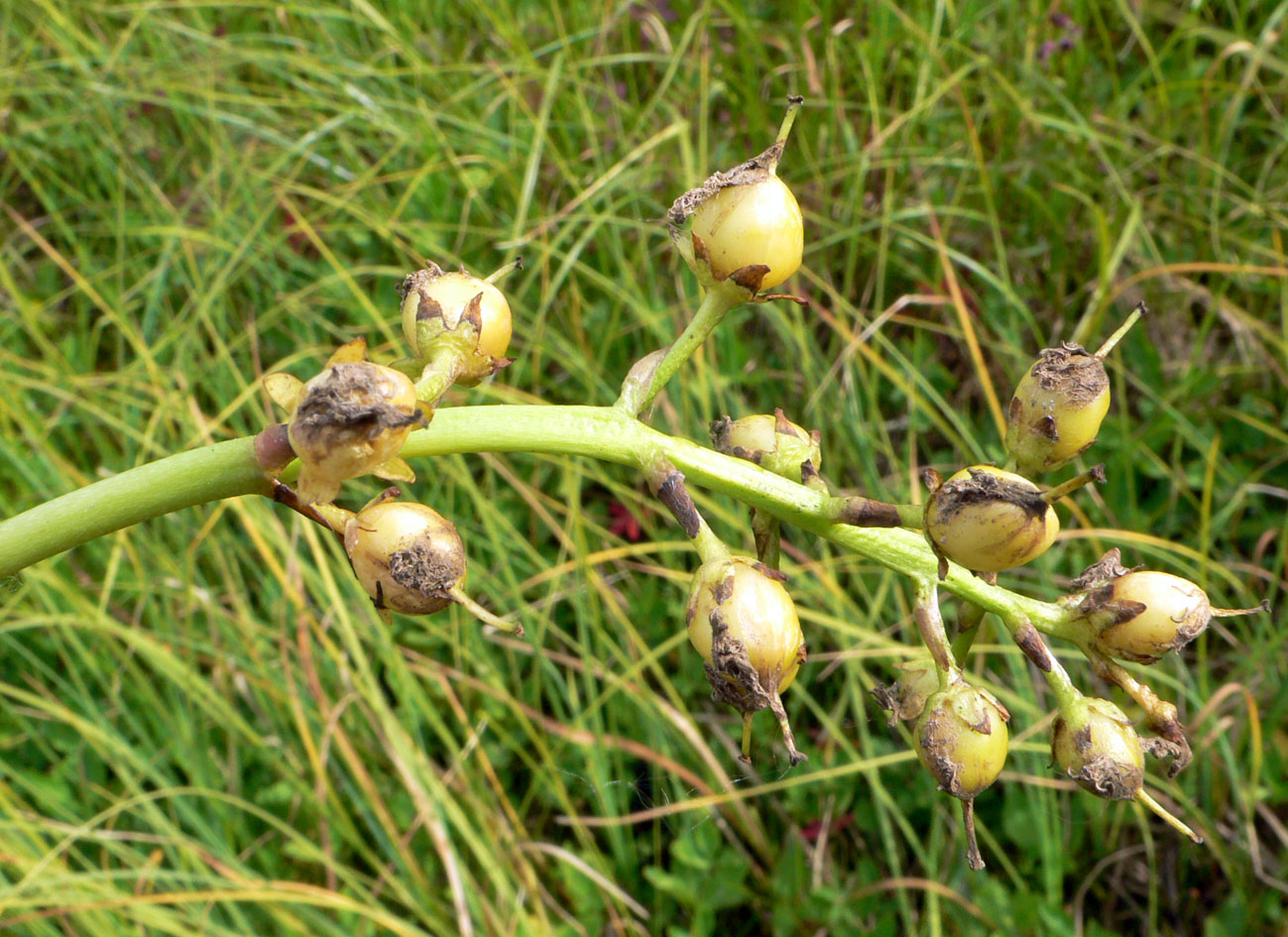 Image of Menyanthes trifoliata specimen.