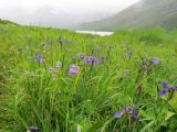 Iris setosa