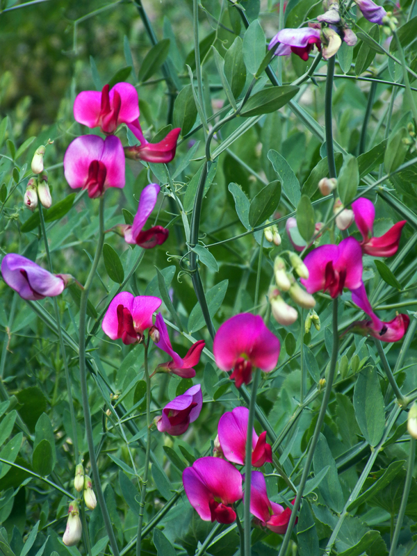 Изображение особи Lathyrus mulkak.