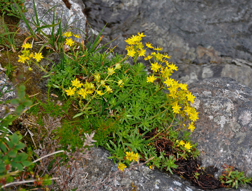 Изображение особи Saxifraga aizoides.