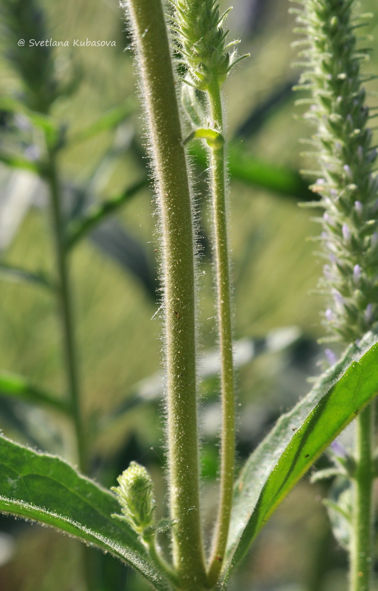 Image of Veronica porphyriana specimen.