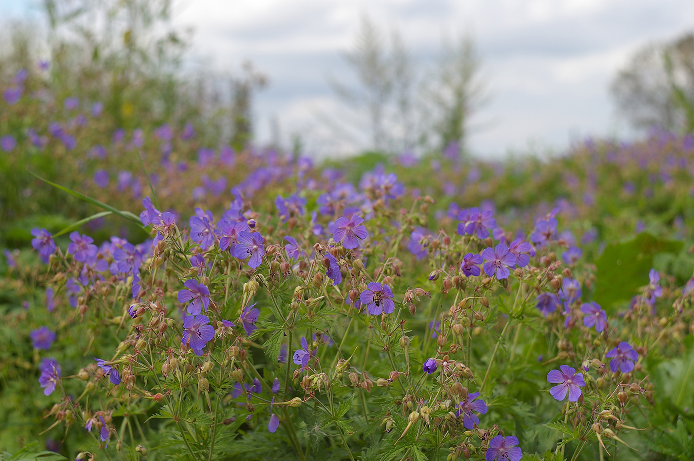 Изображение особи Geranium pratense.