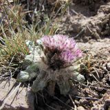 Saussurea glacialis. Доцветающее растение на переотложенной соленосной красно-малиновой глине. Кыргызстан, Ошская обл., Алайский р-н, окр. аула Бор-Добо, Памирский тракт, в 400 м от государственной границы с Таджикистаном; Восточный Памир, Заалайский хребет, северный макросклон вблизи водораздельного гребня, перевал Кызыл-Арт, левый борт ущелья около его днища; пустошные криофитно- и колючеразнотравные альпийские группировки на вспученных автоморфных солончаках по эрозионным выходам пестроцветных толщ, выс. 4250 м н.у.м. 14 августа 2018 г.