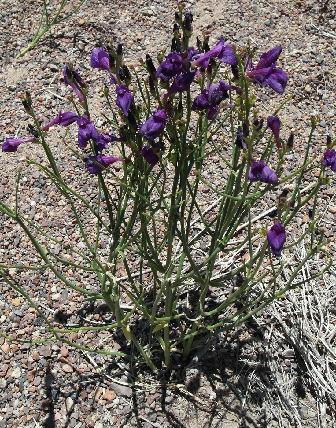 Image of Dodartia orientalis specimen.