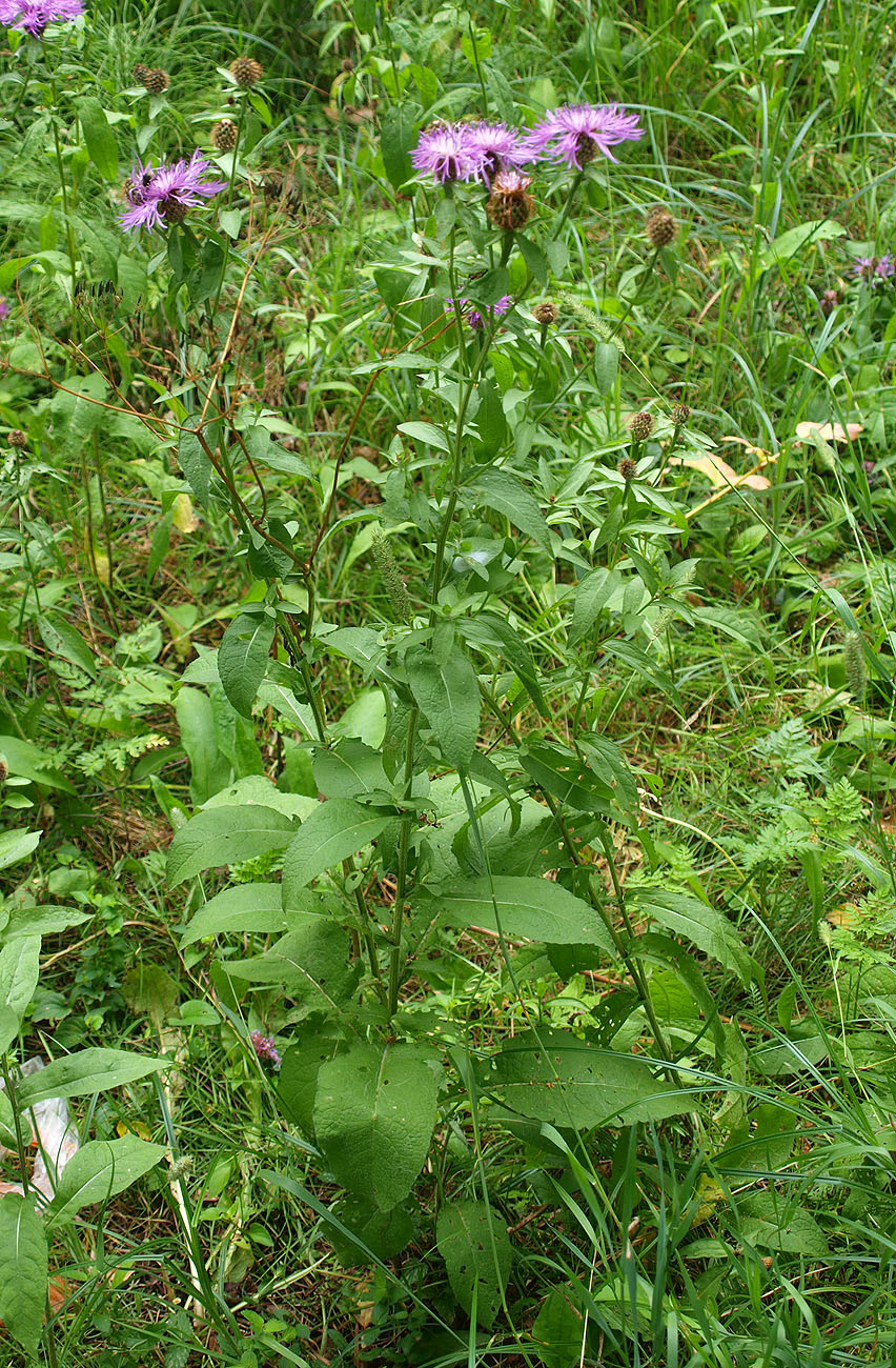 Image of Centaurea pseudophrygia specimen.