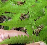 род Athyrium