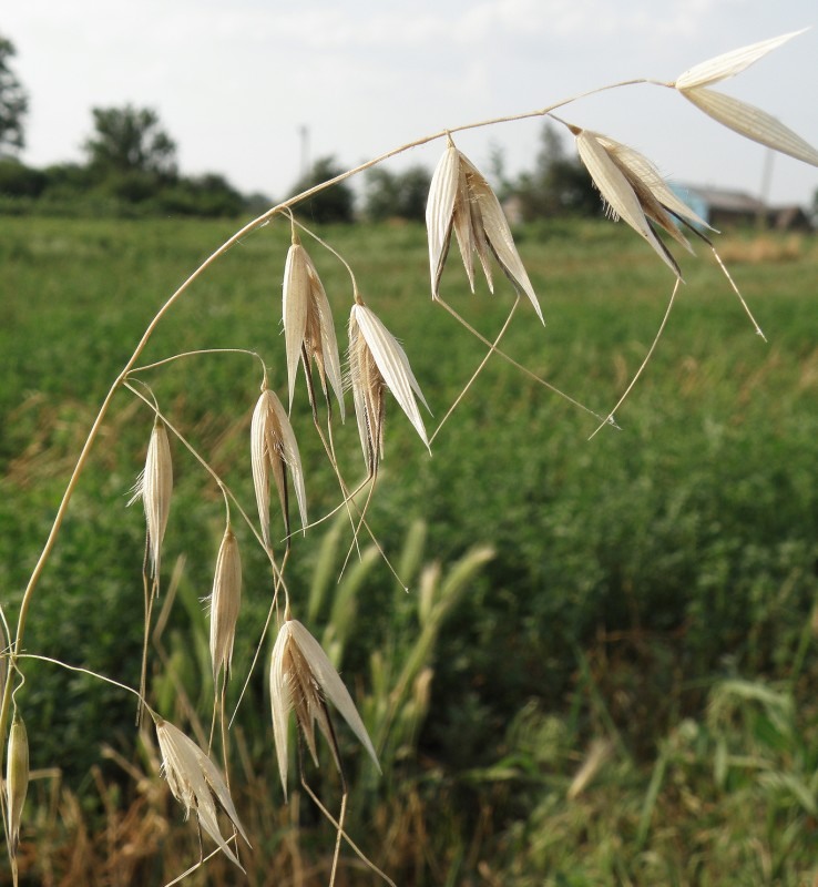 Image of Avena strigosa specimen.