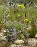 Othonna parviflora
