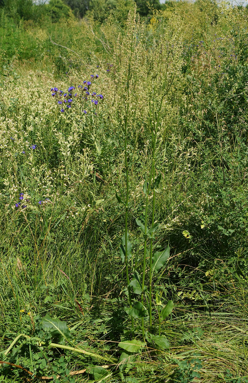 Image of Rumex acetosa specimen.