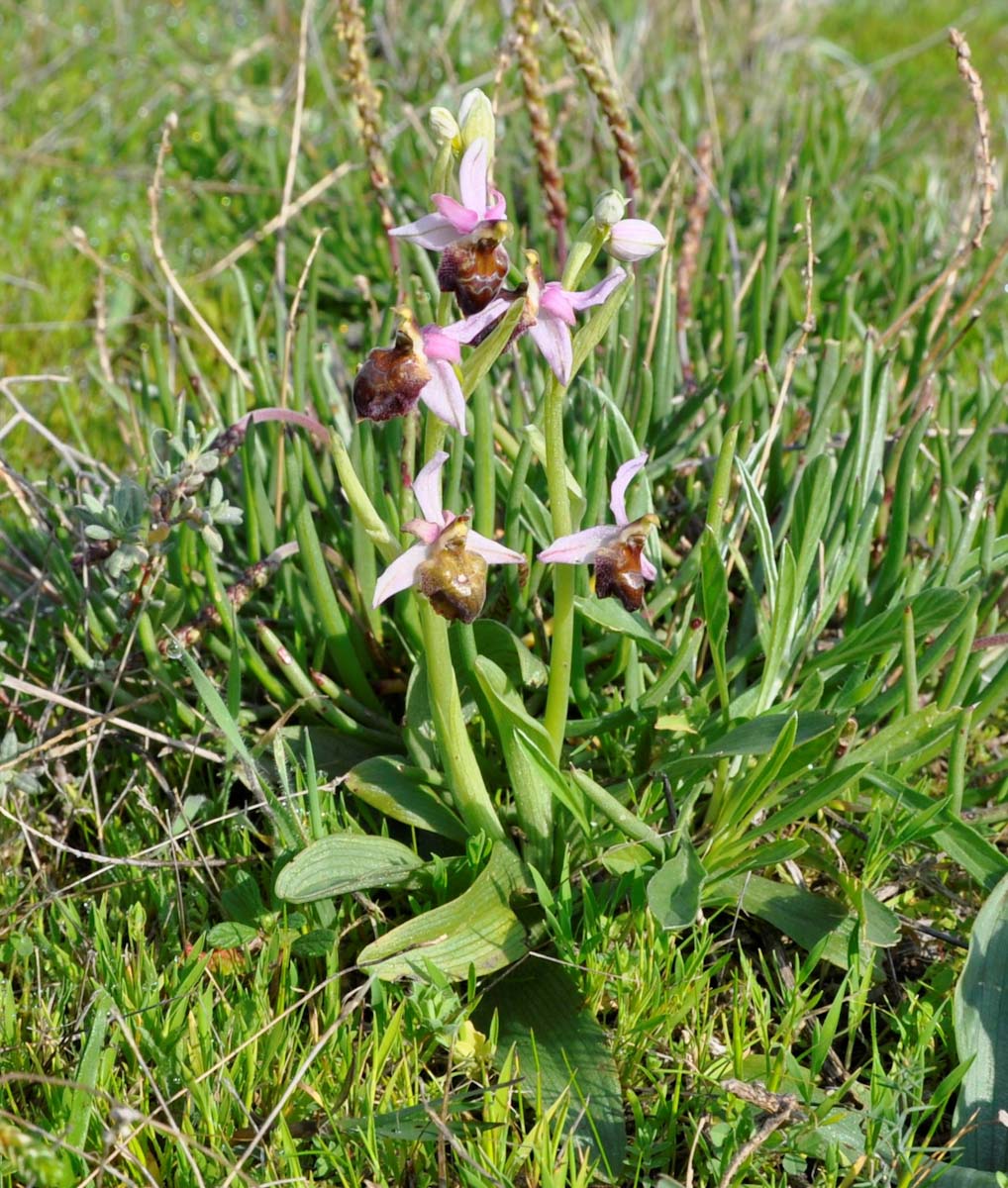 Изображение особи Ophrys argolica ssp. elegans.