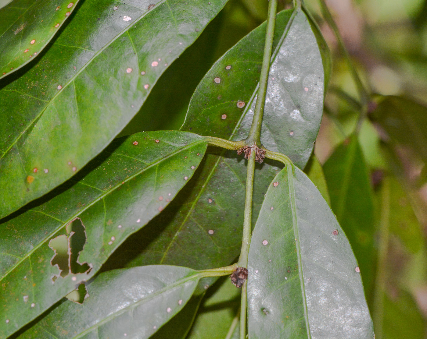 Image of class Magnoliopsida specimen.