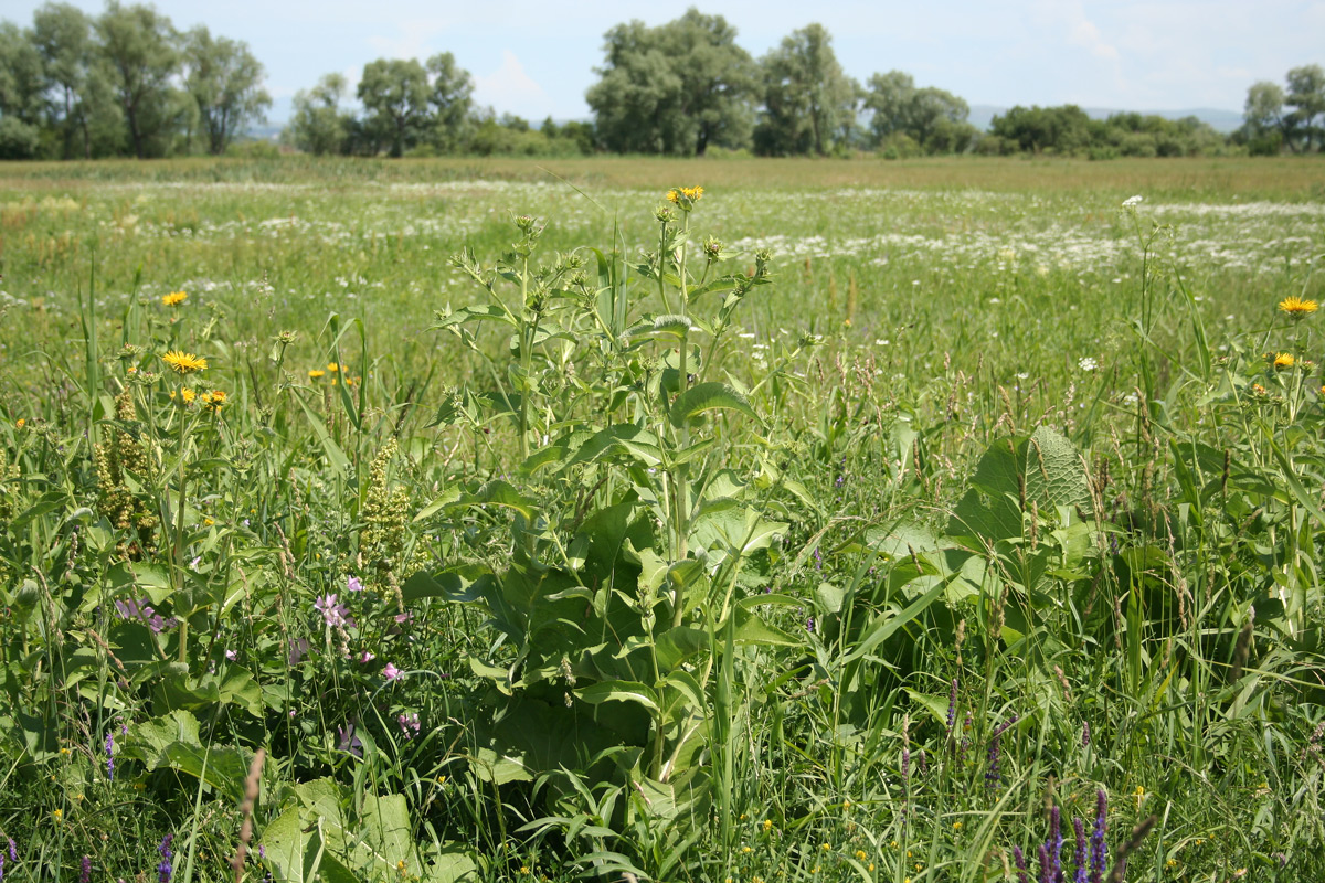 Изображение особи Inula helenium.