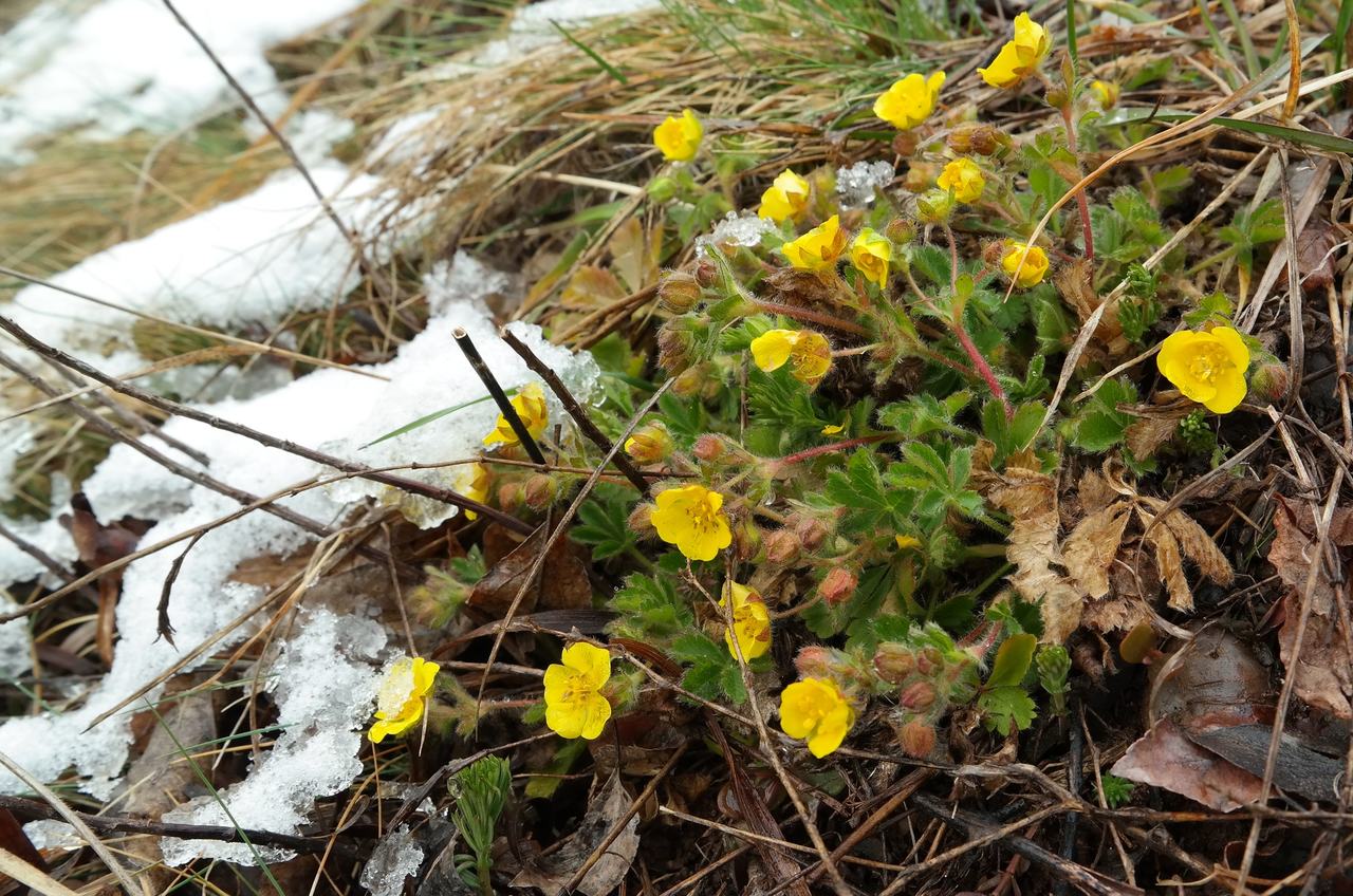 Image of Potentilla depressa specimen.