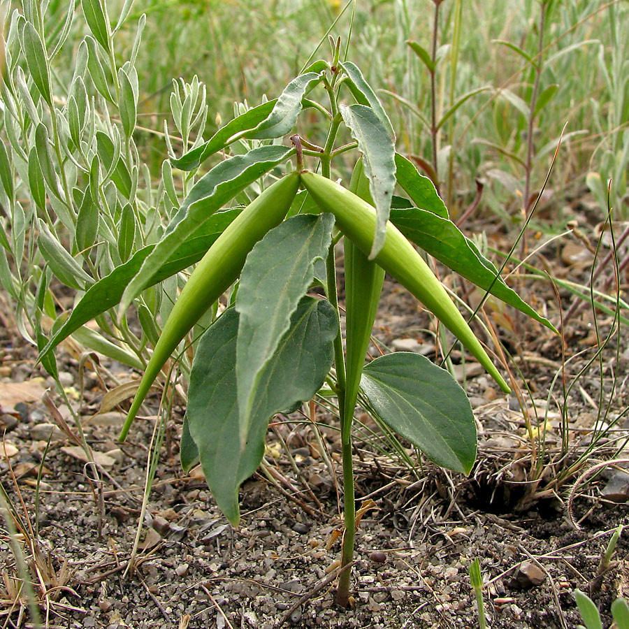 Image of Vincetoxicum intermedium specimen.