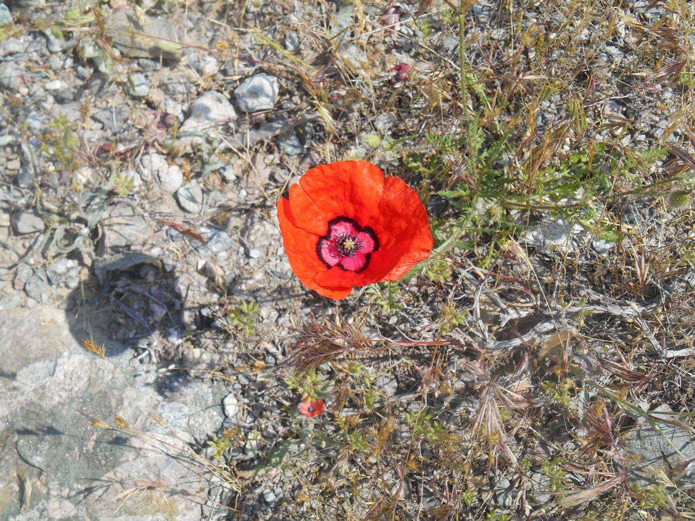 Изображение особи Papaver pavoninum.