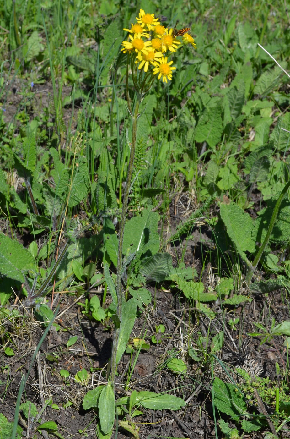 Изображение особи Tephroseris integrifolia.