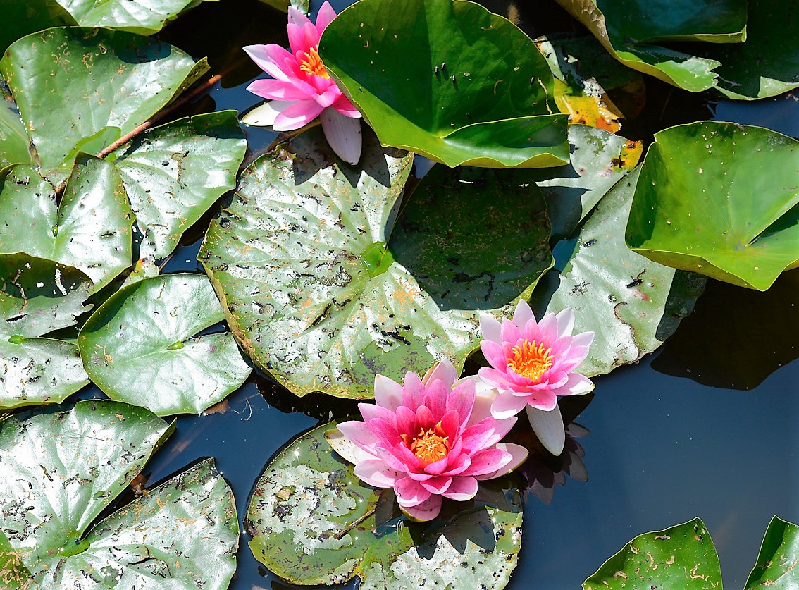 Image of Nymphaea &times; marliacea specimen.