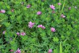 Trifolium pacificum