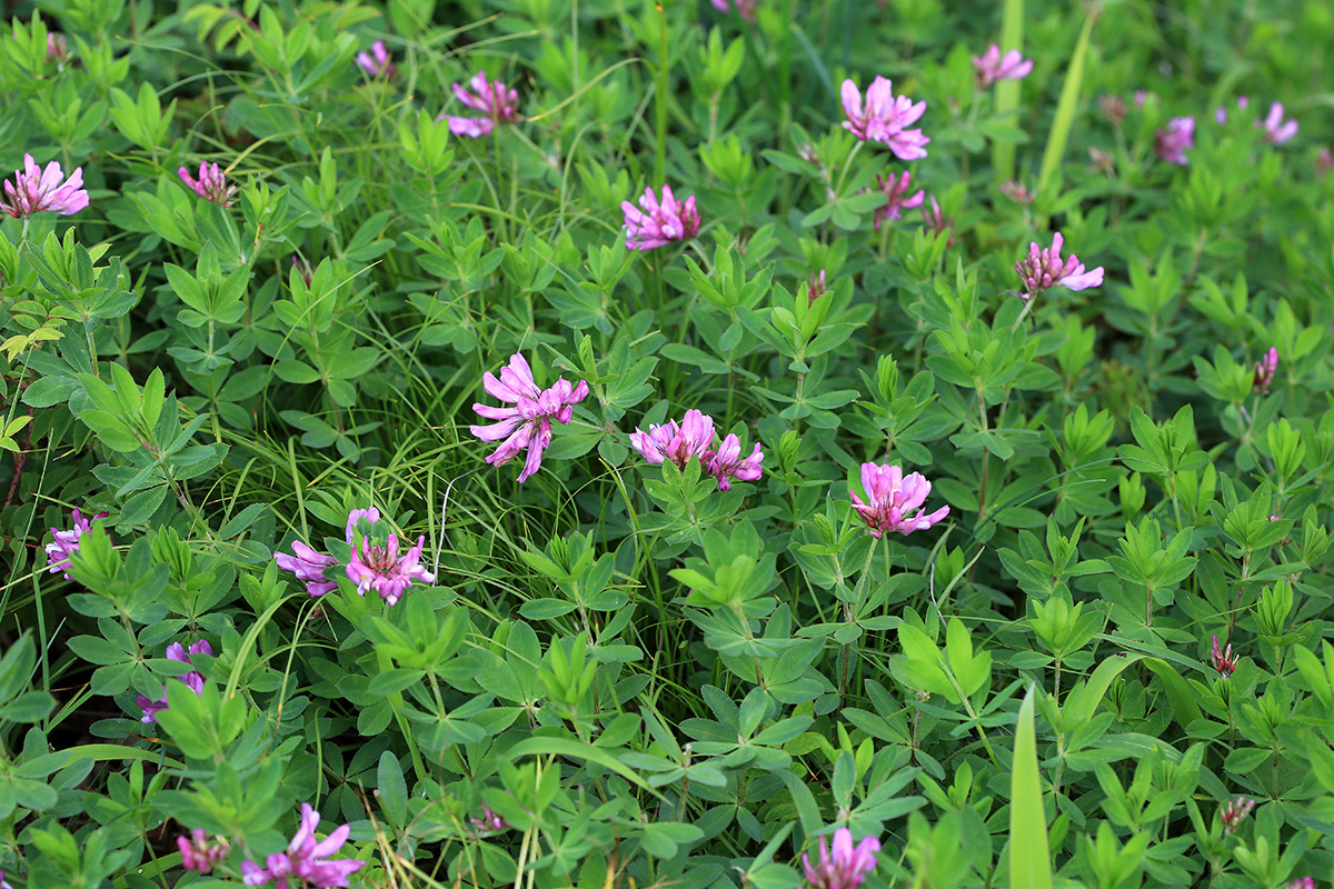 Image of Trifolium pacificum specimen.