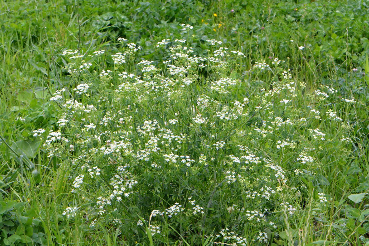 Изображение особи Conium maculatum.