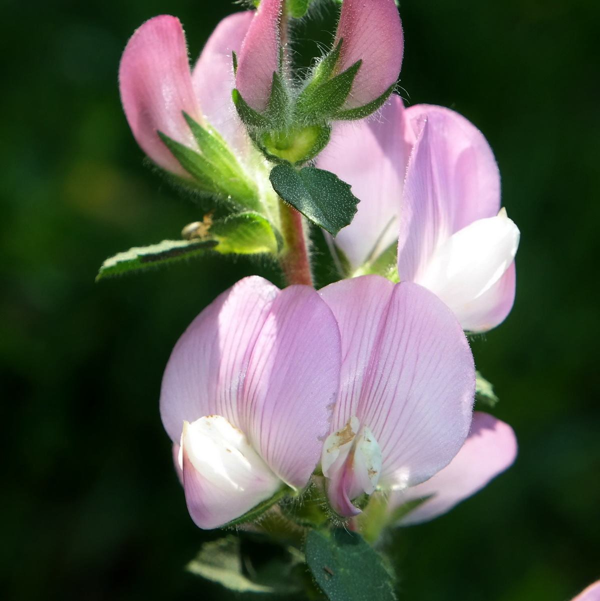 Изображение особи Ononis arvensis ssp. spinescens.