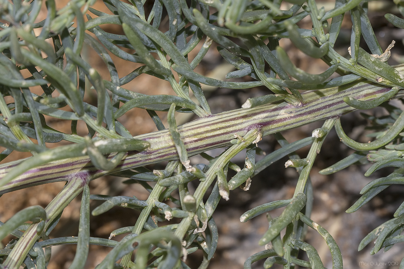 Image of genus Suaeda specimen.