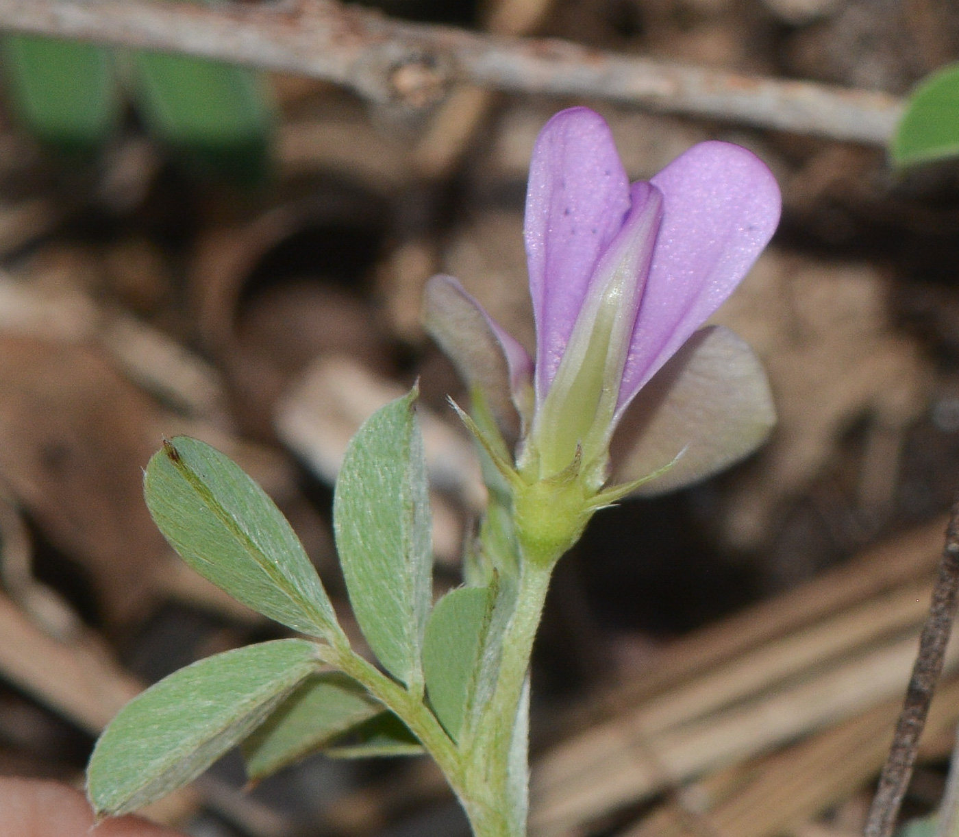 Image of Tephrosia uniflora specimen.