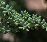 Maireana brevifolia